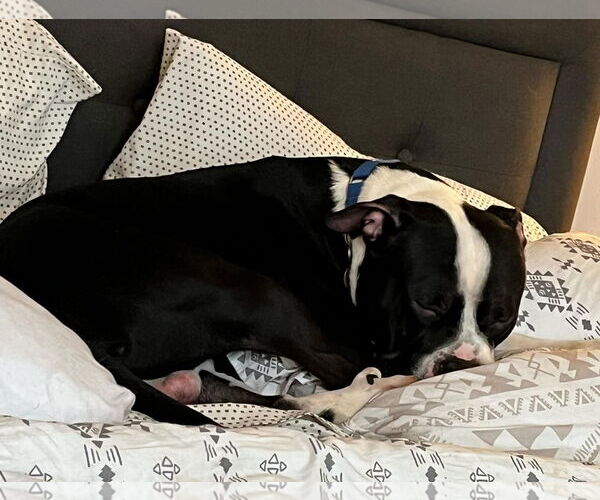 Medium Photo #9 American Pit Bull Terrier Puppy For Sale in Rockville, MD, USA