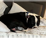 Small #8 American Pit Bull Terrier