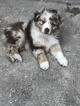 Small Photo #3 Australian Shepherd Puppy For Sale in SAINT JOHNS, FL, USA