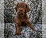 Small #4 Labradoodle