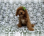 Small #7 Cavapoo (Miniature)