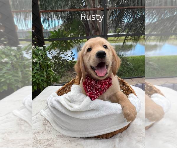 Medium Photo #1 Golden Retriever Puppy For Sale in PALMETTO, FL, USA