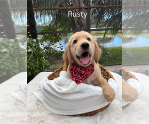 Medium Golden Retriever