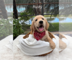 Puppy 1 Golden Retriever