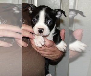 Boston Terrier Puppy for sale in CRKD RVR RNCH, OR, USA