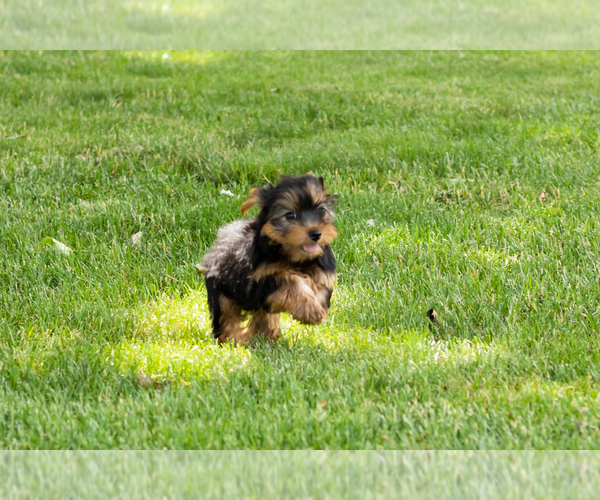 Medium Photo #6 Yorkshire Terrier Puppy For Sale in NAPPANEE, IN, USA