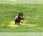 Small #5 Yorkshire Terrier
