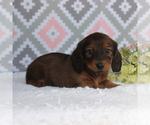Medium Photo #2 Dachshund Puppy For Sale in GAP, PA, USA