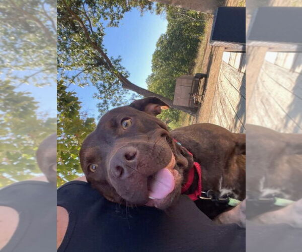 Medium Photo #5 Mutt Puppy For Sale in Foristell, MO, USA