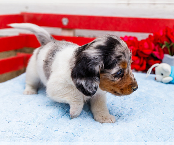Medium Photo #12 Dachshund Puppy For Sale in WAKARUSA, IN, USA