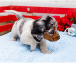 Small Photo #12 Dachshund Puppy For Sale in WAKARUSA, IN, USA