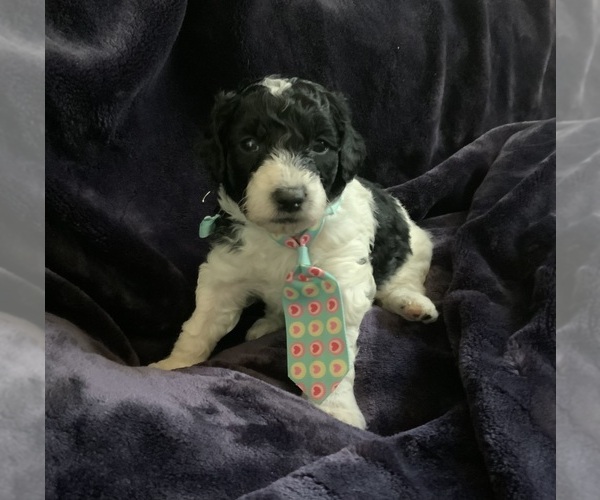 Medium Photo #4 Goldendoodle mix (+ Poodle Miniature) Puppy For Sale in MANTECA, CA, USA