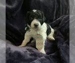 Small #3 Goldendoodle mix (+ Poodle Miniature)