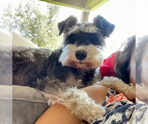 Medium Photo #2 Mutt Puppy For Sale in Valrico, FL, USA