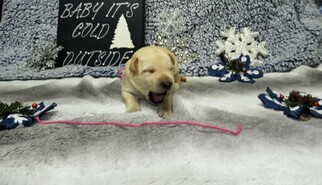 Labrador Retriever Puppy for sale in KUNKLETOWN, PA, USA