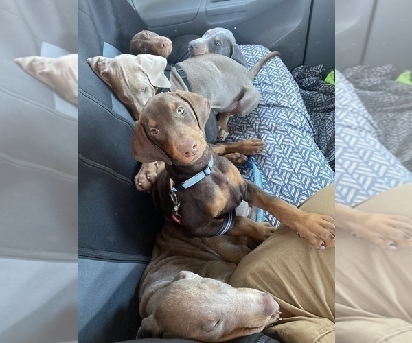 View Ad Doberman Pinscher Litter of Puppies for Sale near Virginia