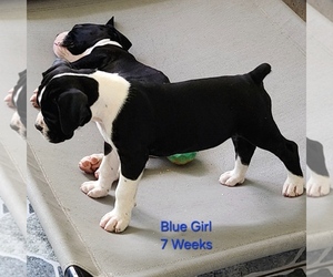 Medium Boxer