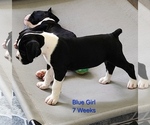 Puppy Blue Girl Boxer