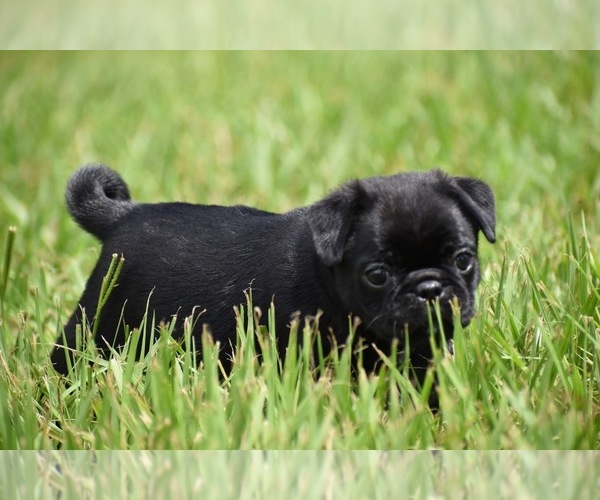 Medium Photo #5 Pug Puppy For Sale in PALM COAST, FL, USA