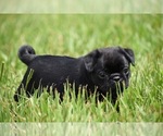 Small #4 Pug