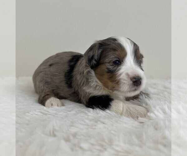 Medium Photo #18 Aussiedoodle Miniature -Miniature Bernedoodle Mix Puppy For Sale in CULPEPER, VA, USA