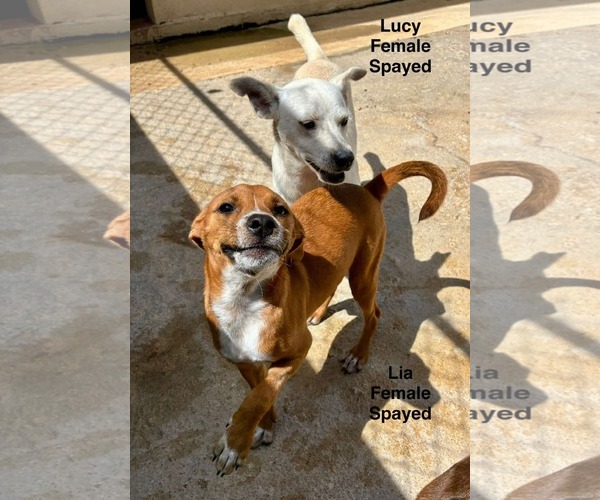 Medium Photo #2 Beagle-Unknown Mix Puppy For Sale in Virginia Beach, VA, USA