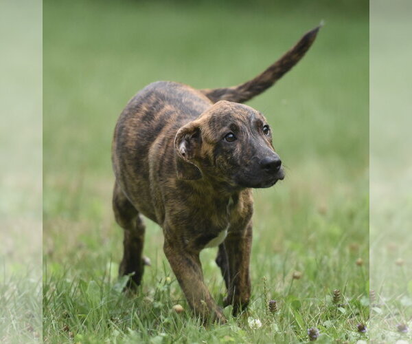 Medium Photo #9 Plott Hound-Unknown Mix Puppy For Sale in Mechanicsburg, PA, USA