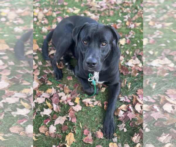 Medium Photo #6 Labrador Retriever-Unknown Mix Puppy For Sale in Duluth, MN, USA