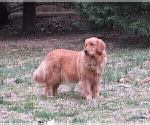 Mother of the Golden Retriever puppies born on 01/11/2025