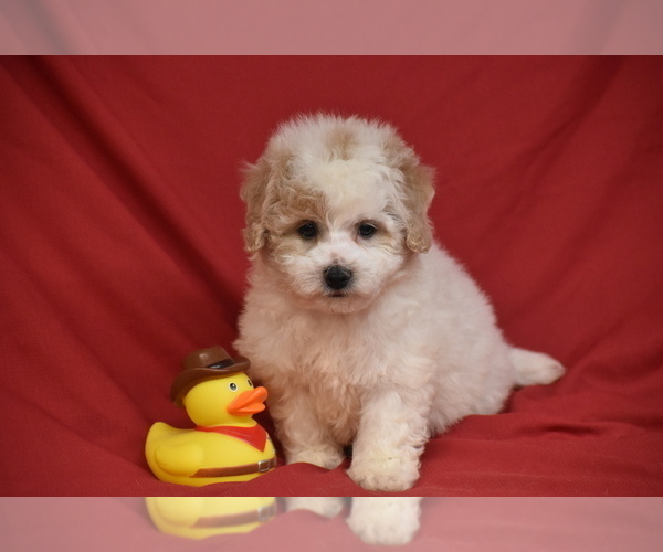 Medium Photo #1 Bichpoo Puppy For Sale in ELDORADO, OH, USA