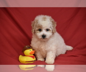 Pickles - Male Bichpoo Puppy for Sale