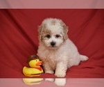 Pickles - Male Bichpoo Puppy for Sale - Small photo
