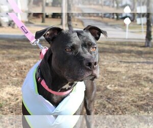 American Staffordshire Terrier-Unknown Mix Dogs for adoption in Kansas City, MO, USA