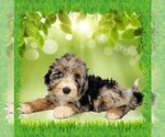 Small Photo #25 Bernedoodle (Miniature) Puppy For Sale in BLACK FOREST, CO, USA