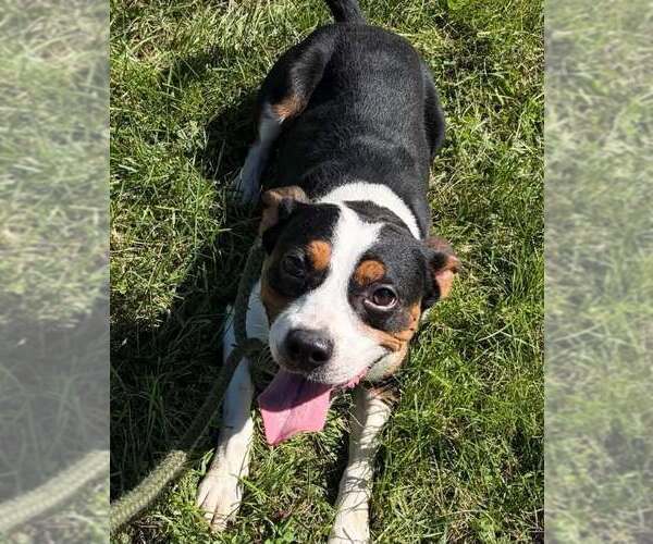 Medium Photo #1 Beagle-Unknown Mix Puppy For Sale in Martinsburg, WV, USA
