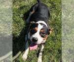 Blanco - Male Beagle-Unknown Mix Dog for Adoption - Small photo
