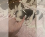 Puppy Puppy 4 Border Collie