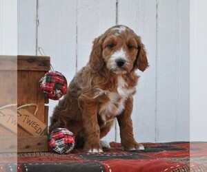 Irish Doodle Puppy for sale in GREENCASTLE, PA, USA