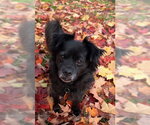 Sparky - Male Chiranian Dog for Adoption - Small photo