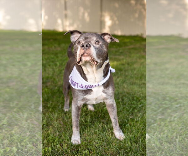 Medium Photo #15 Staffordshire Bull Terrier-Unknown Mix Puppy For Sale in Crete, IL, USA