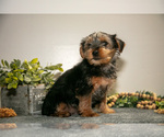 Small Photo #10 Yorkshire Terrier Puppy For Sale in MONROE, IN, USA