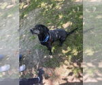 Small #4 Labrador Retriever Mix