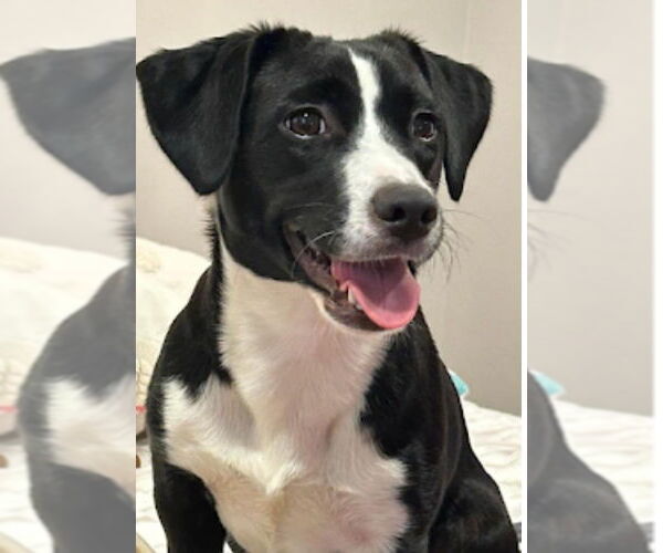 Medium Photo #4 Mutt Puppy For Sale in Westwood, NJ, USA