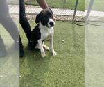 Small #1 American Pit Bull Terrier Mix