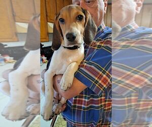 Beagle Puppy for Sale in BENSON, North Carolina USA