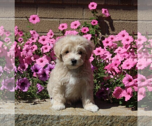 Medium Photo #3 Maltipoo Puppy For Sale in FREDERICKSBURG, OH, USA
