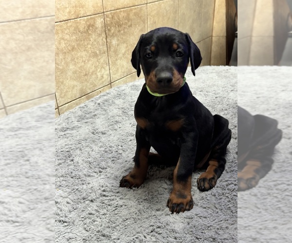Medium Photo #1 Doberman Pinscher Puppy For Sale in TAYLOR, MI, USA