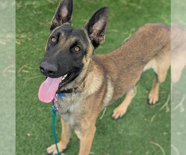 Medium Photo #1 Mutt Puppy For Sale in Las Vegas, NV, USA