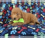 Small #5 Goldendoodle (Miniature)
