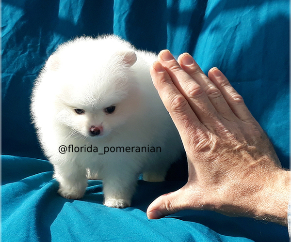 Medium Photo #5 Pomeranian Puppy For Sale in PALM BCH GDNS, FL, USA